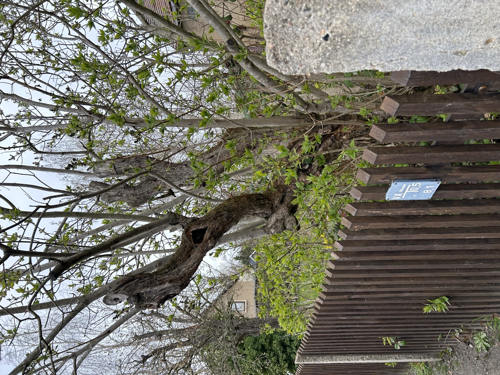 Zaunansicht auf das Grundstück Sehliser Str. 11 Panitzsch