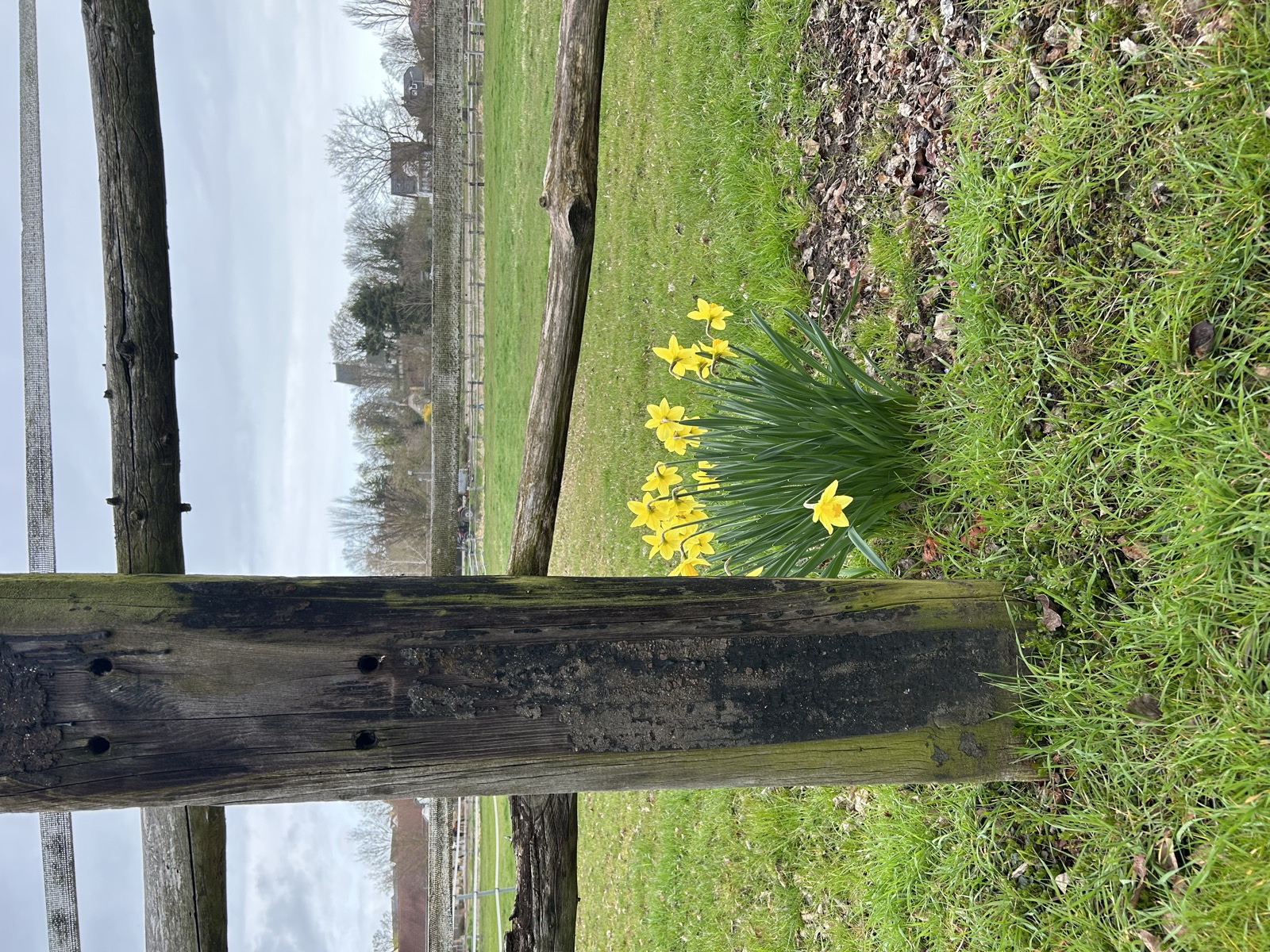 Osterglocken am Zaun mit Blick zur Dorfkirche Panitzsch