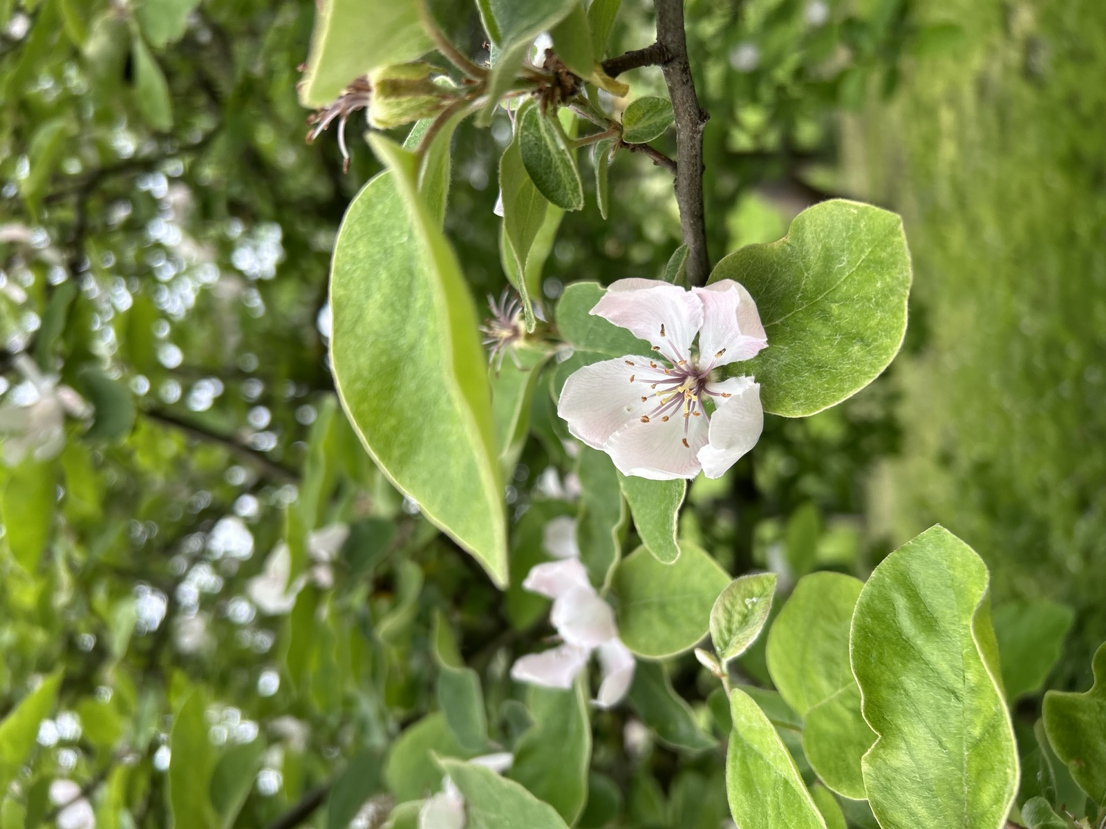 Blühende Pflanzen im Garten, Sehliser Str. 11 Panitzsch
